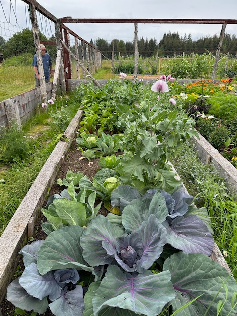 Vegetables from summer 2024. The poppies you see are beautiful volunteers.
